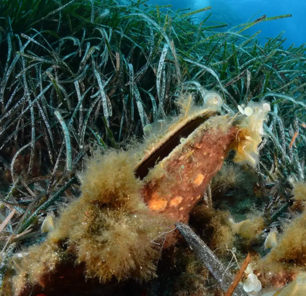 Pinna Nobilis-pen shell-fan mussel